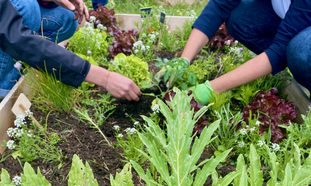 ateliers rse; potager d'entreprise; écologie